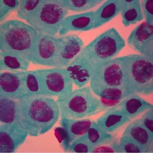 Onion Mitosis Root Tip Microscope Slide