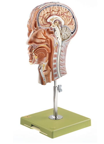 Somso Model of Half of the Head