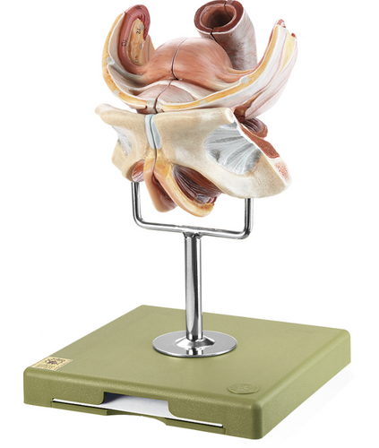 Pelvic Floor Anatomy Model, Removable Colored Female Pelvis Model for  Midwifery Teaching Female Pelvic Girdle Pelvic Floor Muscle