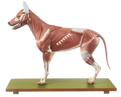 Somso Model of a Female German Shepherd Dog, Anatomical Model
