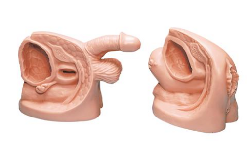 Life/form Male & Female Catheter Model Set