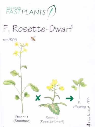 Fast Plants F1 Rosette-Dwarf, Non-Purple Stem (Large) 200 pack