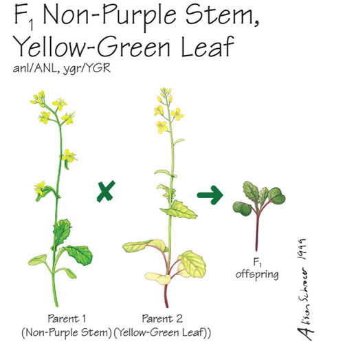 Fast Plants F1 Non-Purple Stem, Yellow-Green Leaf (Large) 200 pack