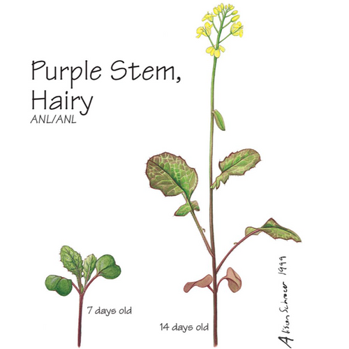 Fast Plants Purple Stem, Hairy (Large) 200 pack