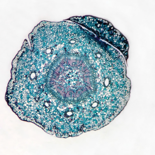 Pine Meristematic Stem