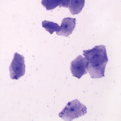 Stratified Squamous Epithelium Microscope Slides - Human Cheek Cells smear