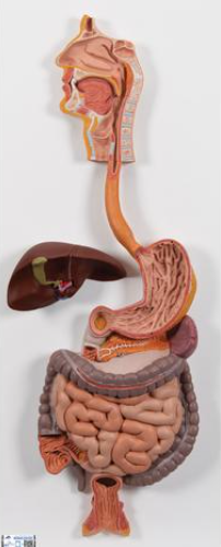 3B Scienctific Human Digestive System Model, 2 part