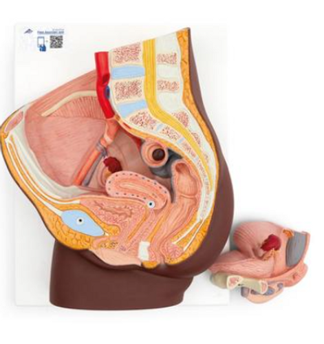 3B Scientific Female Pelvis, 2 part, Dark Skin, Anatomical Model