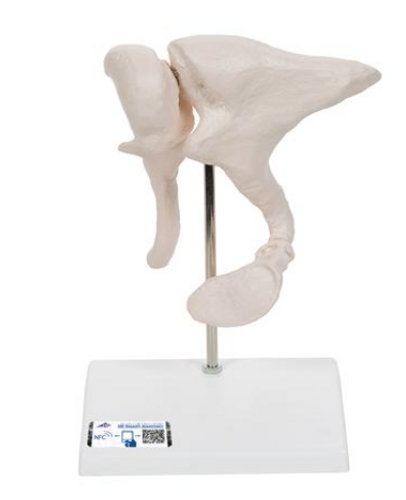 3B Scientific Human Ossicle Model, 20-times Magnified