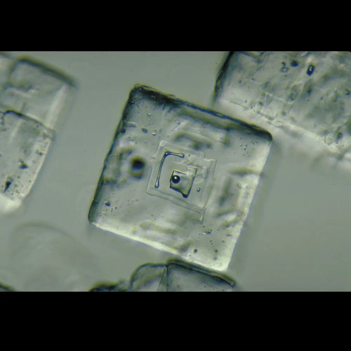 Salt Crystals, w.m., Microscope Slides