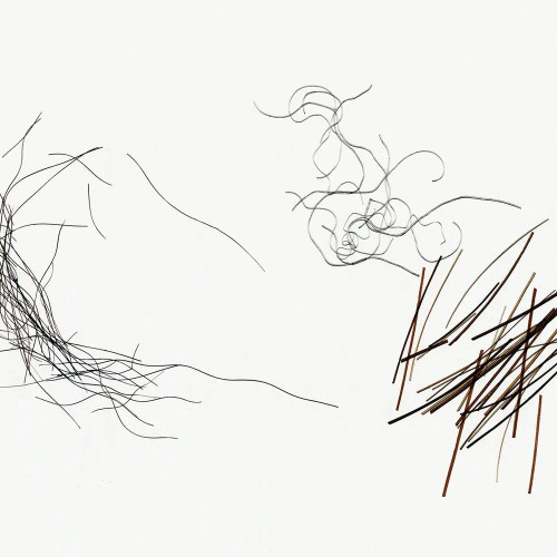 Hair Comparison, w.m. Microscope Slide