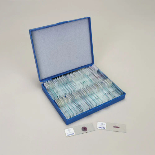 Botany Study Microscope Slide Set