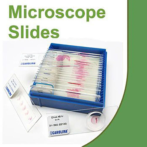 Bacteriology Survey Microscope Slide Set 2