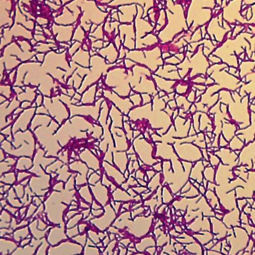 Bacillus megaterium (Typical Bacillus), w.m. Microscope Slide