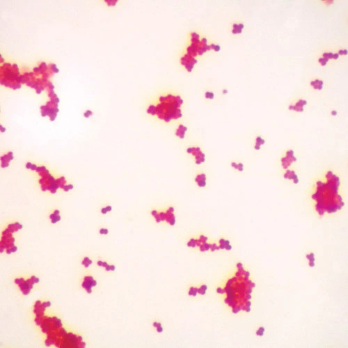 Gram-Negative Coccus, w.m. Gram Stain Microscope Slide