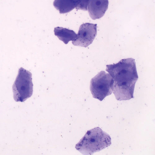 Oral Smear, w.m. Microscope Slide