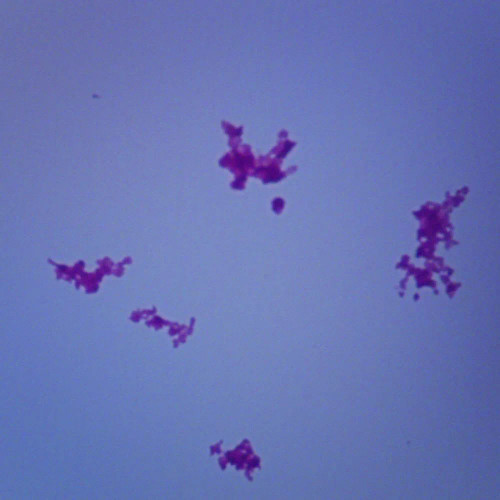 Corynebacterium diphtheriae, w.m. Microscope Slide