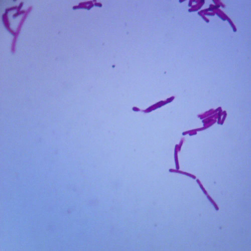 Lactobacillus acidophilus, w.m. Microscope Slide