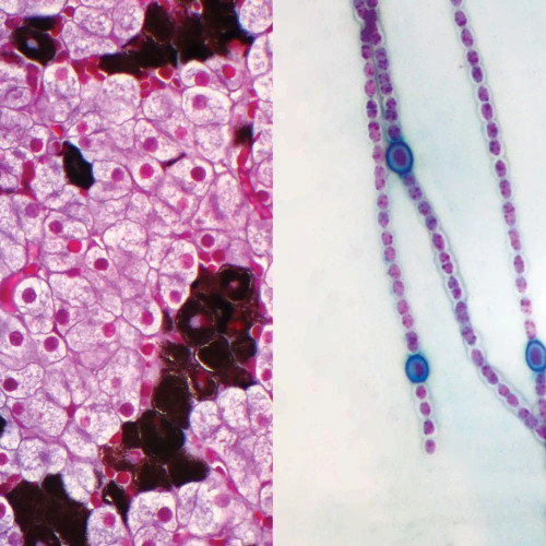 Prokaryotic and Eukaryotic Cells Individual Microscope Slide