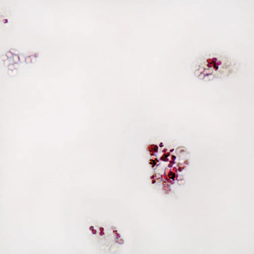 Gloeocapsa, w.m. Microscope Slide