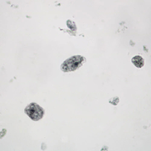 Entamoeba histolytica Trophozoites, smear Microscope Slide