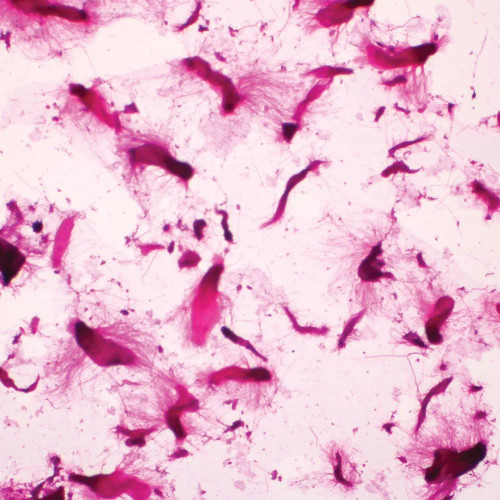 Termite Flagellates w.m. Microscope Slide