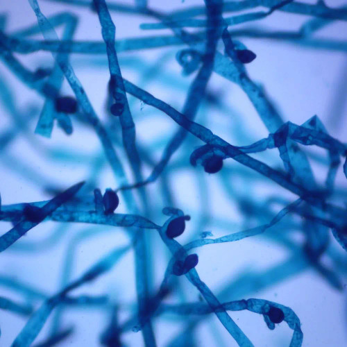 Vaucheria sessilis, w.m. Microscope Slide