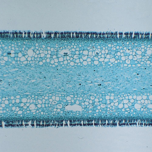 Laminaria, c.s., 12 µm Microscope Slide