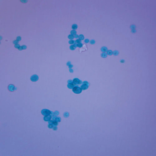 Chlorella, w.m. Microscope Slide