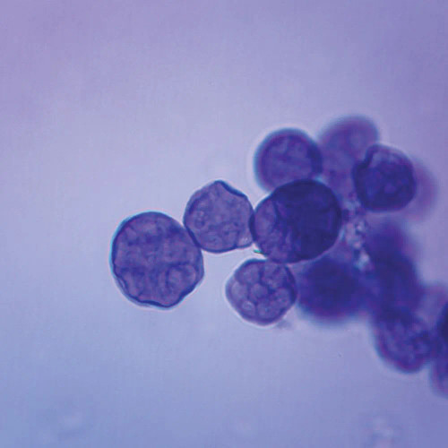 Pandorina, w.m. Microscope Slide