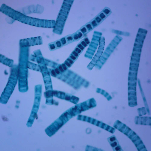 Ulothrix, w.m. Microscope Slide