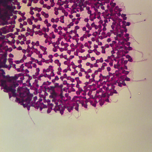 Volvox Flagella, w.m. Microscope Slide