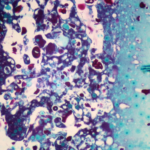 Physarum Plasmodium, sec. Thin Microscope Slide