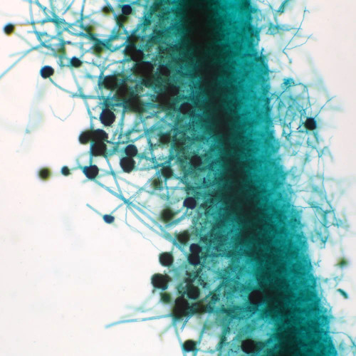Aspergillus Conidiophores Slide, w.m.
