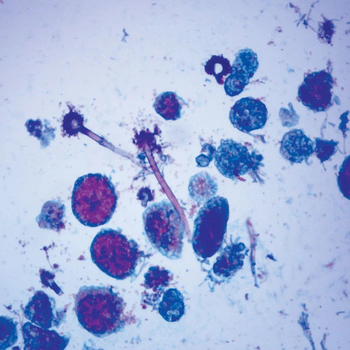 Aspergillus Cleistothecia, sec., 12 µm Microscope Slide