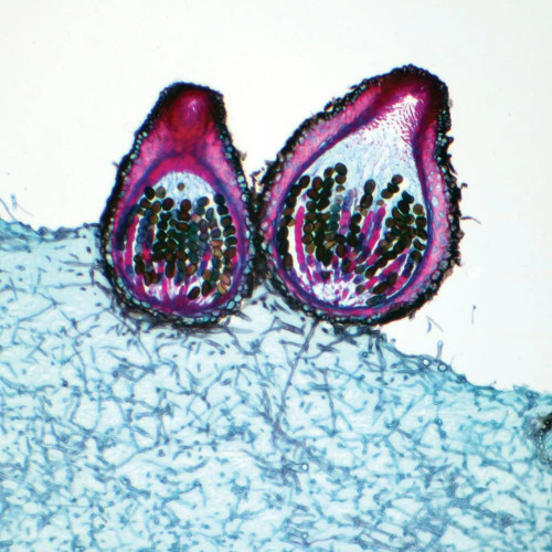 Sordaria fimicola, l.s., 12 µm Microscope Slide