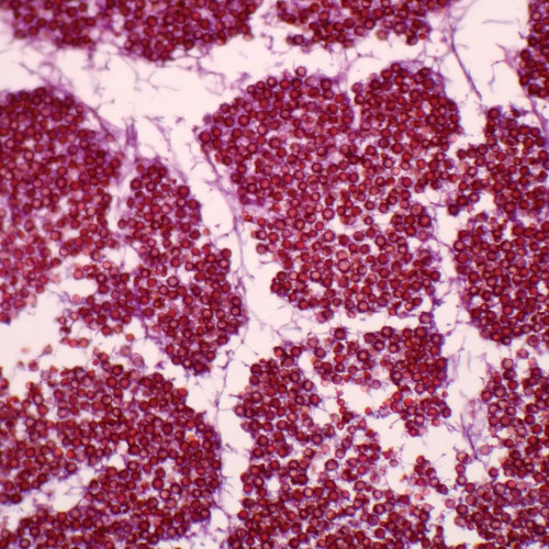 Lycoperdon Puffball, sec., 12 µm Microscope Slide