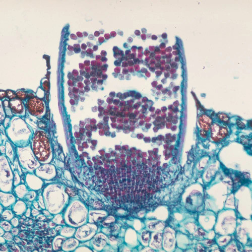 Puccinia graminis Aecia, sec., 12 µm Microscope Slide