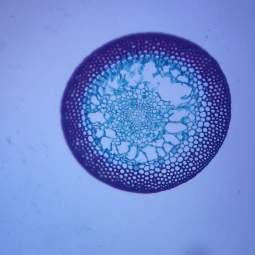 Moss Seta, c.s., 12 µm Microscope Slide