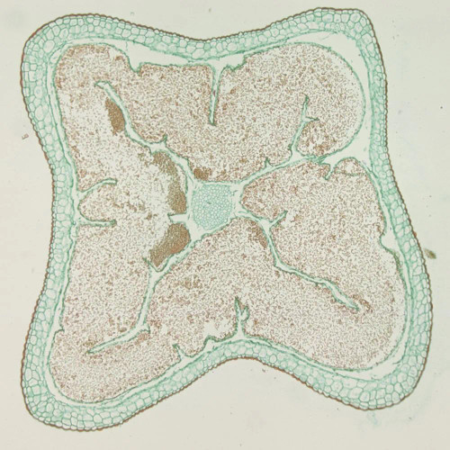 Moss Mature Capsule, c.s., 12 µm Microscope Slide