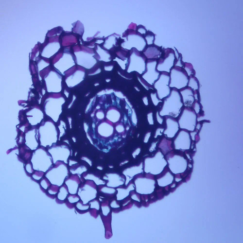 Fern Root, c.s., 12 µm Microscope Slide