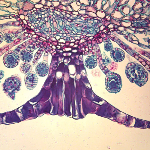 Fern Indusium, c.s., 12 µm Microscope Slide