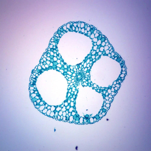 Isoetes Leaf, cross section, Microscope Slide