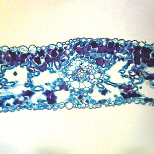 Ginkgo Leaf, c.s., 12 µm Microscope Slide