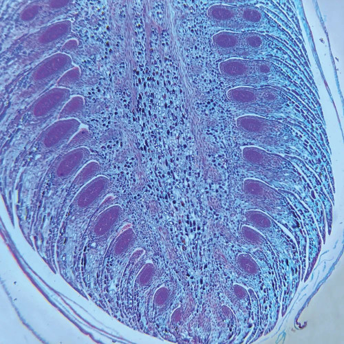 Pine Young Staminate Cone, l.s., 12 µm Microscope Slide