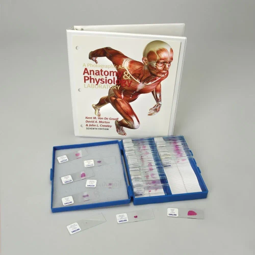 Basic Anatomy and Atlas Slide Set