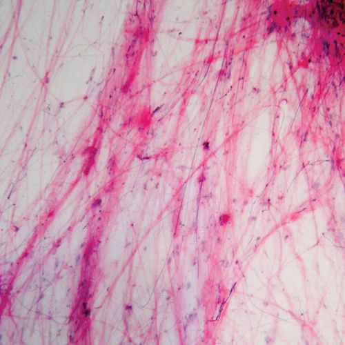 Vertebrate Histology Identification Microscope Slide