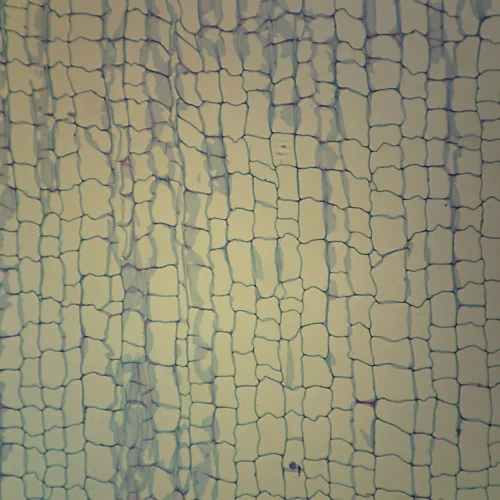 Parenchyma Tissue, c.s., 12 µm Microscope Slide