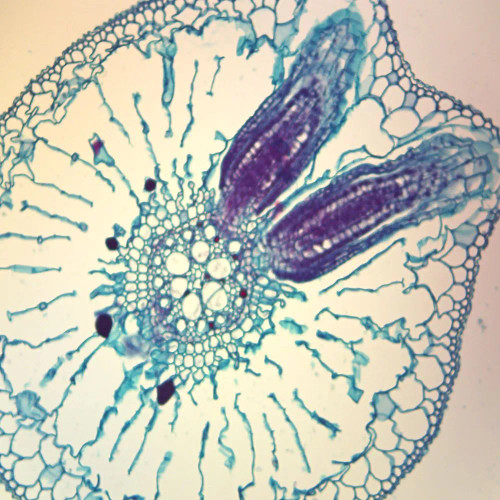 Lateral Root Origin, c.s., 12 µm Microscope Slide
