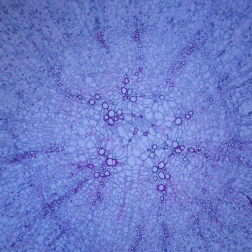 Carrot Taproot, c.s., 12 µm Microscope Slide